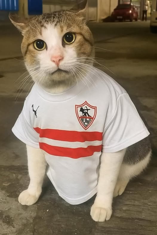 محمد صلاح منصور بشندي